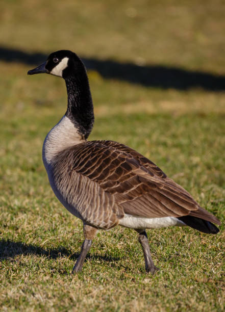 istock adult Canada Goose (branta canadensis) walking in the springtime 666696524