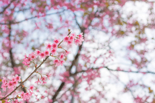 istock Colorful flower Wild Himalayan Cherry   in spring time for background 666698746