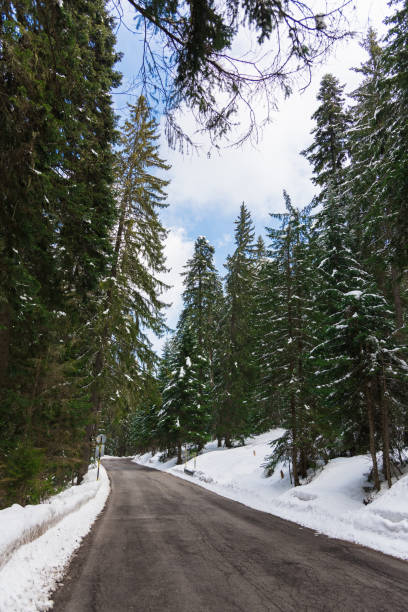 istock Road in the coniferous forest 666702296