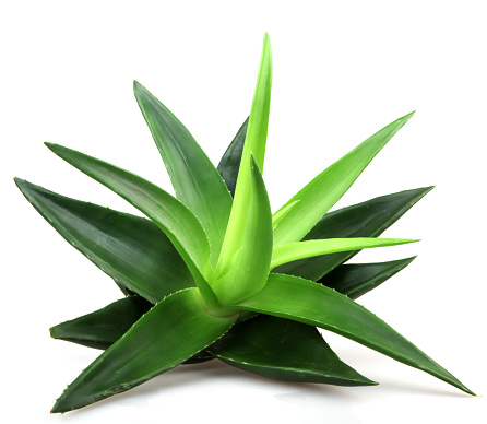 Aloe vera isolated on white background.