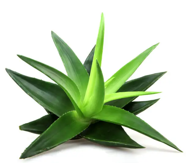 Photo of Aloe vera
