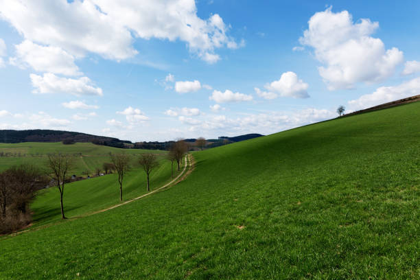 istock Trees alongside  to Hiking trail at Hochsauerland/ Germany 666706064