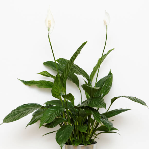 istock Peace lily plant over white wall. 666710106