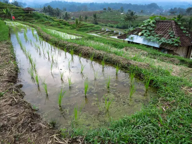 Photo of Rice sprout on rice terrace paddy fields with curve lines, water reflection and local kiosks