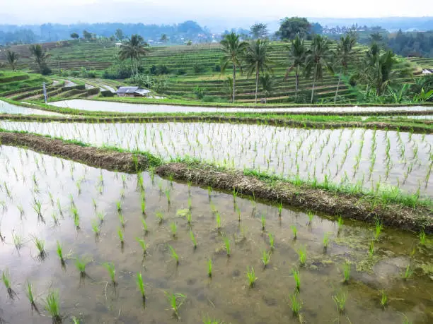 Photo of Rice sprout on cleared water in rice terrace paddy fields with curve lines and mountain view