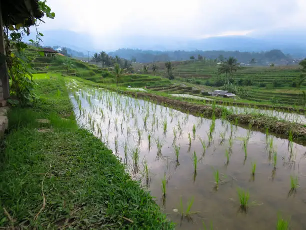 Photo of Rice sprout on rice terrace paddy fields with curve lines and mountain view and local kiosks