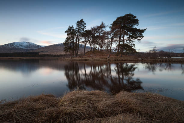 Scottish pine trees on Loch Tulla stock photo