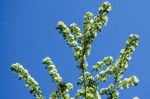 Tree top with a clear sky on the background. The tree has some white flowers on it.