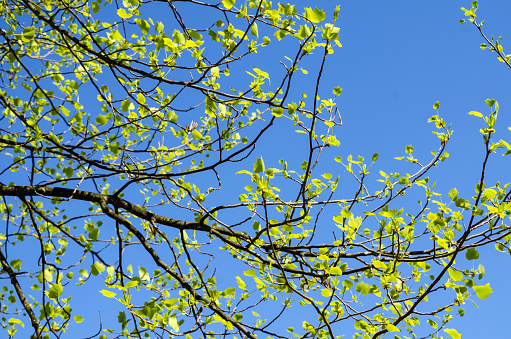Branches of a tree, with a clear sky as background.