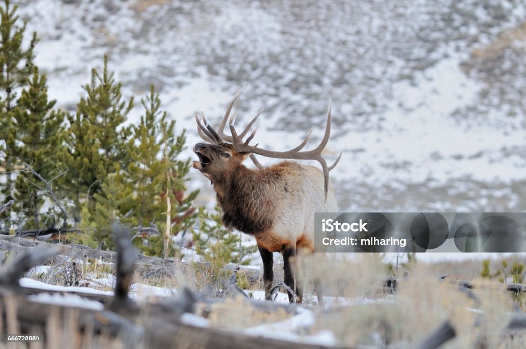 Elk A Bull Elk bugles in Northern Yellowstone National Park Elk Stock Photo