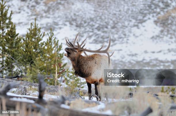 Elk Stock Photo - Download Image Now - Elk, Bugling, Animal Call