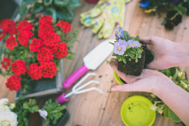 istock Woman's hands planting spring flowers 666728994