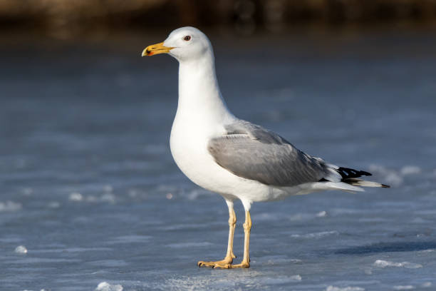 istock Larus cachinnans. Bird's species is identified inaccurately 666737728