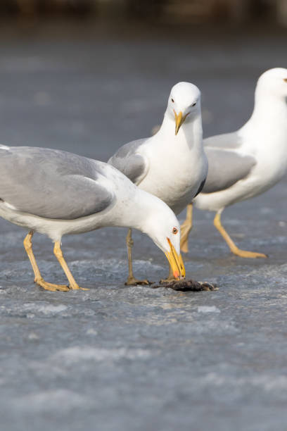 istock Larus cachinnans. Bird's species is identified inaccurately 666738038