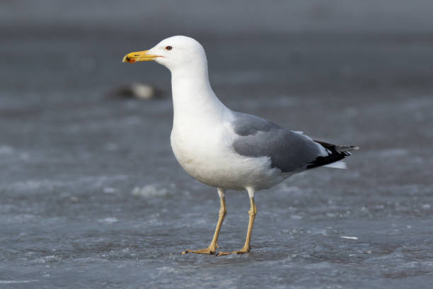 istock Larus cachinnans. Bird's species is identified inaccurately 666738076