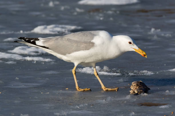 istock Larus cachinnans. Bird's species is identified inaccurately 666738110