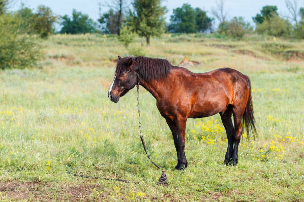 istock Brown horse eating grass on the field 666740822
