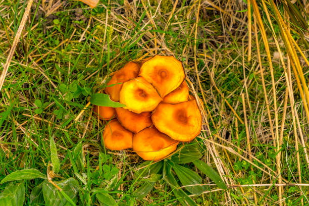 Laccaria Laccata - Deceiver Mushroom Laccaria Laccata - Deceiver Mushroom taken from above laccata stock pictures, royalty-free photos & images