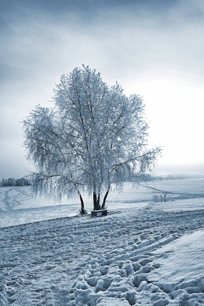 istock Trees in the snow in winter winter landscape 666748484