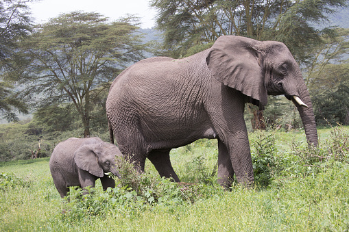 Elephant calf with adult grazing in Ngorongoro Crater, Tanzania, Africa.