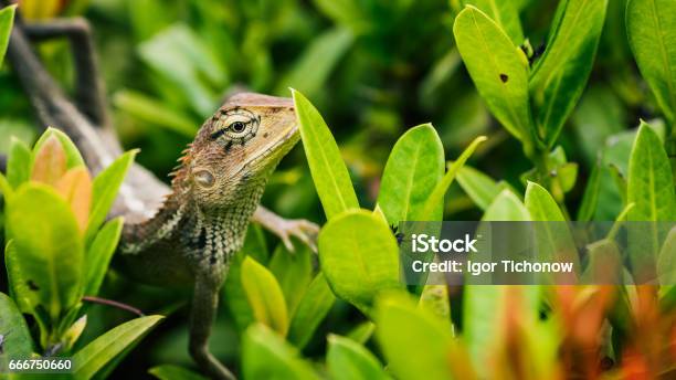 Oriental Garden Lizard On Green Leaves In Thailand Stock Photo - Download Image Now - Agama Family, Calotype, Chameleon