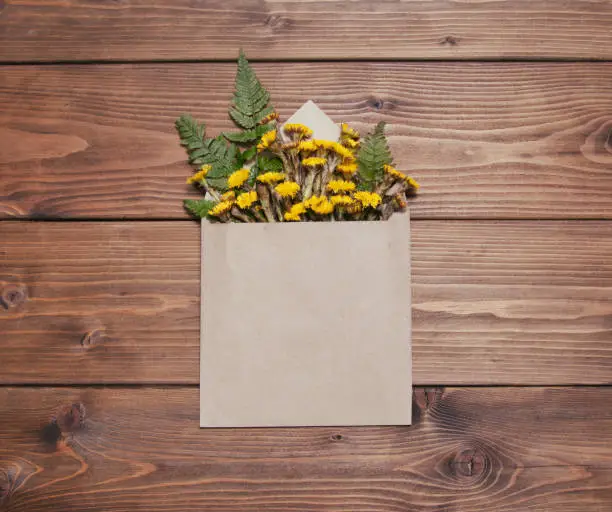 Yellow coltsfoot flowers in envelope on brown wooden background
