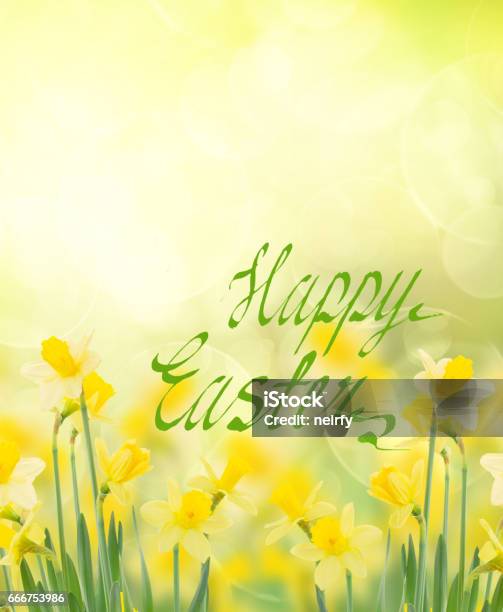 Spring Growing Daffodils In Garden Stock Photo - Download Image Now - Belarus, Blossom, Bouquet