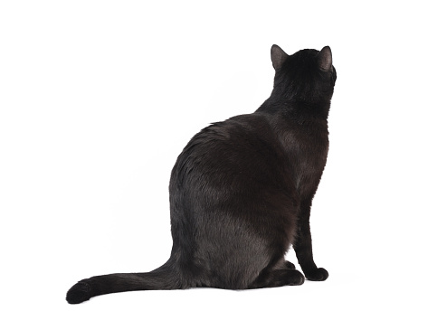 Adult black cat sitting. Isolated on white.