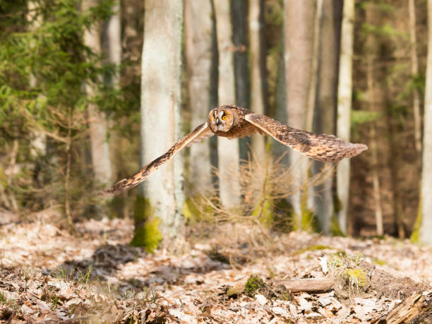 istock Portrait of flying long-eared owl - Asio otus 666759814