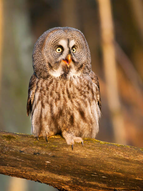 istock Great grey owl in forest - Strix nebulosa 666759956