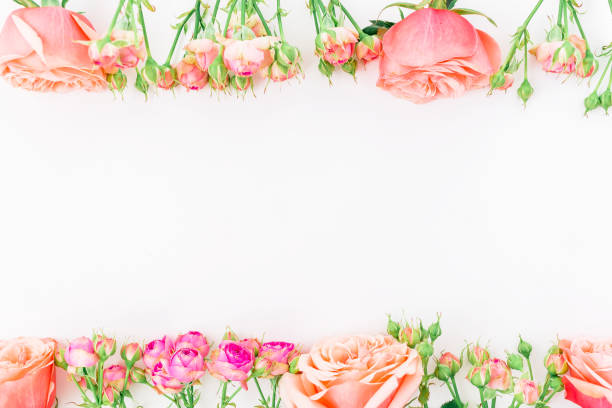 istock Floral frame with beautiful pink roses on white background. Flat lay, top view. 666762462