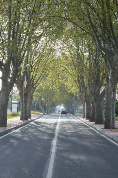 istock Tree Lined Road, San Antonio, Ibiza 666763718