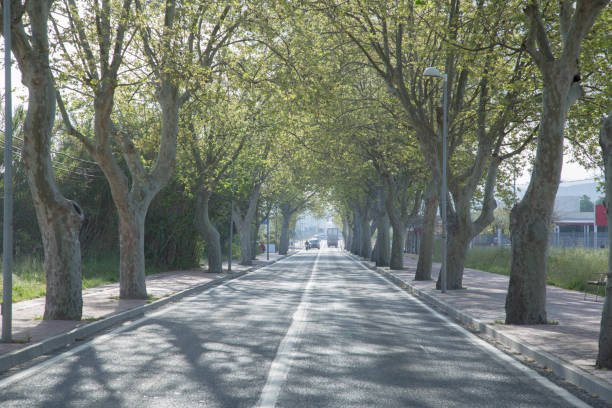 istock Tree Lined Road, San Antonio, Ibiza 666763806