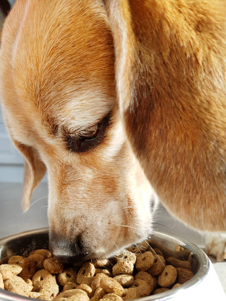 istock Beagle dog having meal in kitchen 666764438