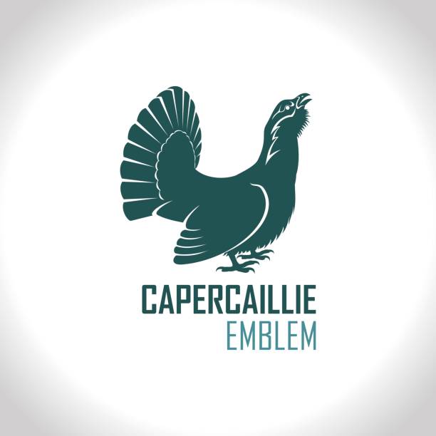 Western capercaillie, wood grouse, male bird - vector  emblem Western capercaillie, wood grouse, male bird - vector  emblem tetrao urogallus stock illustrations