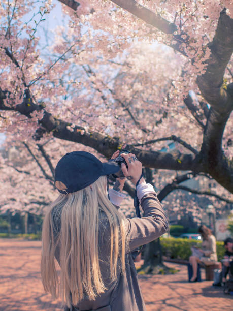 istock Woman Photographing Cherry Blossom 666770220