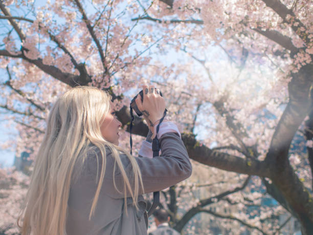 istock Woman Photographing Cherry Blossom 666770262