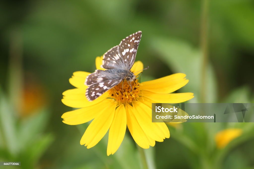 Farfalla e fiore - Foto stock royalty-free di Aiuola