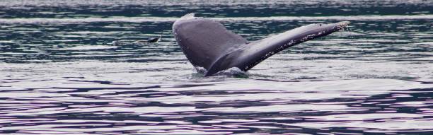 istock Tale of a whale's tail 666782262