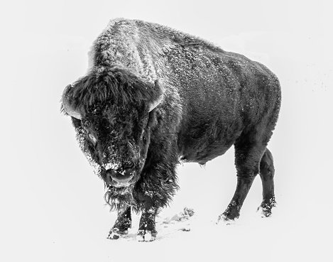 Wild American Bison on the high plains of Colorado.