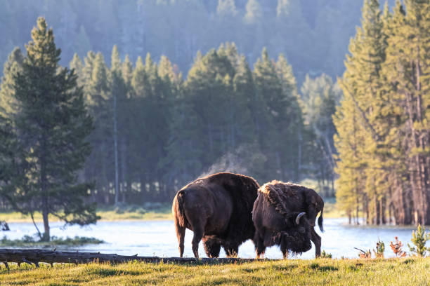 istock Wild American Bison at Sunrise 666783176