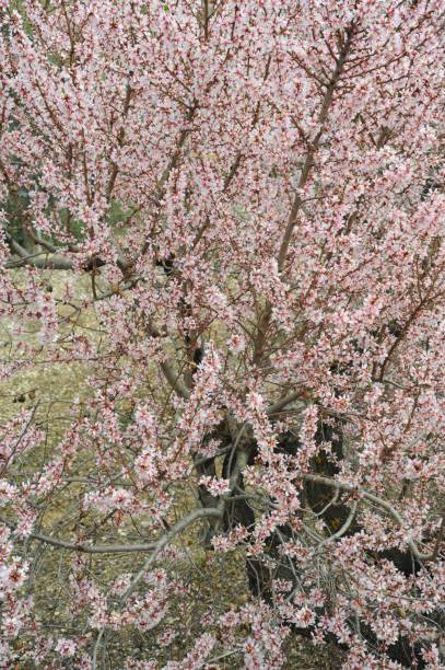 istock Almond blossom in Spain 666788152