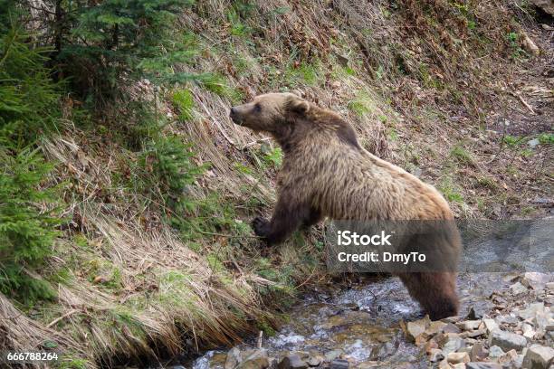 Brown Bear At The Stream Eats Grass Animals Stock Photo - Download Image  Now - Animal, Animal Wildlife, Animals Hunting - iStock