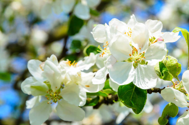 istock Beautiful apple tree with blooming flowers in spring day. 666788520
