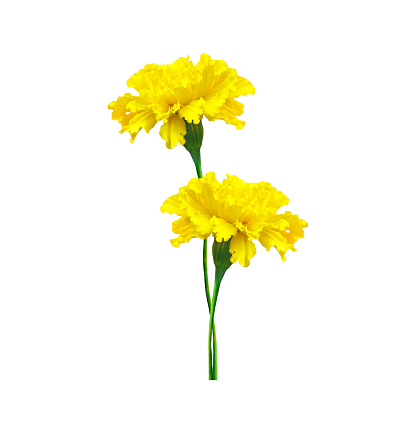 bright colorful flowers marigolds isolated on white background