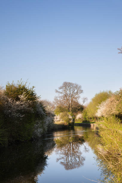 peaceful River Stort with reflections near Harlow Essex England on sunny day springtime harlow essex stock pictures, royalty-free photos & images