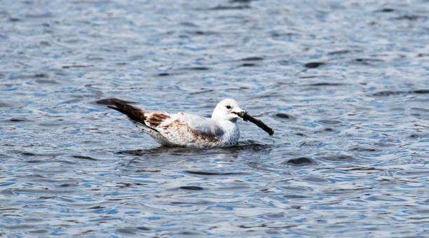 istock Seagull with a stick in its mouth 666792736