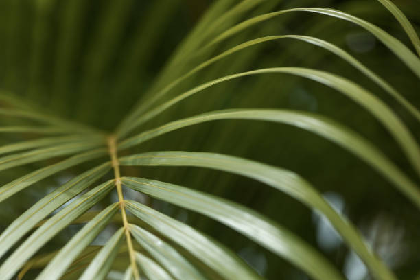 One of the many palm leaf types found in Panama.