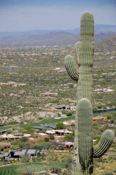istock Giant alone Saguaro overlooking Happy Valley from Pinnacle Peak trail, Arizona 666793064