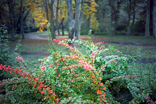 Autumn colours on this bush in the underwoods. A footpath is visible in the background. Southern England
